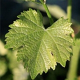 semillon